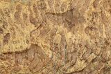 Pennsylvanian, Fossil Microbial Mat - Oklahoma #301926-1